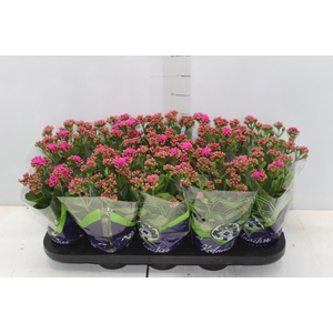 KALANCHOE DOBRADO P11 LILAS
