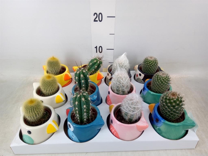 <h4>Cactus   ...</h4>