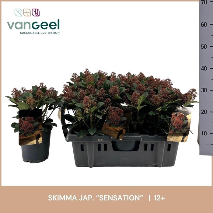 <h4>SKIM J SENSATION</h4>