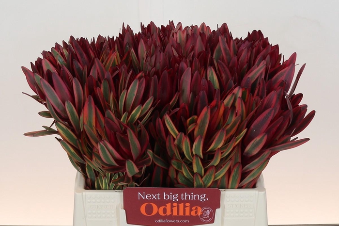 <h4>Leucadendron Jester</h4>