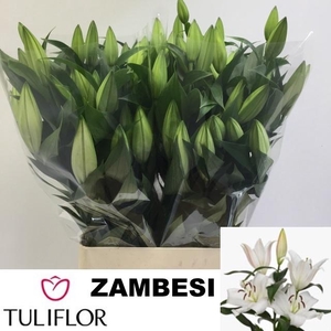 LI OT ZAMBESI