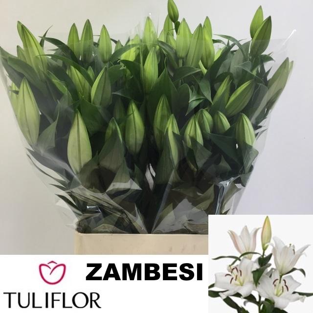 <h4>LI OT ZAMBESI</h4>