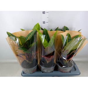 Codiaeum var. GR 'Petra'