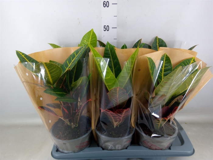 <h4>Codiaeum var. GR 'Petra'</h4>