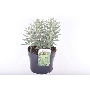 EUPH CHARACIAS