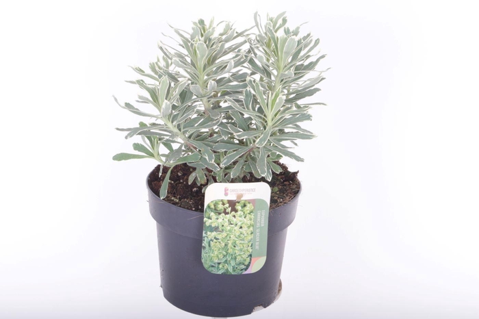 <h4>EUPH CHARACIAS</h4>