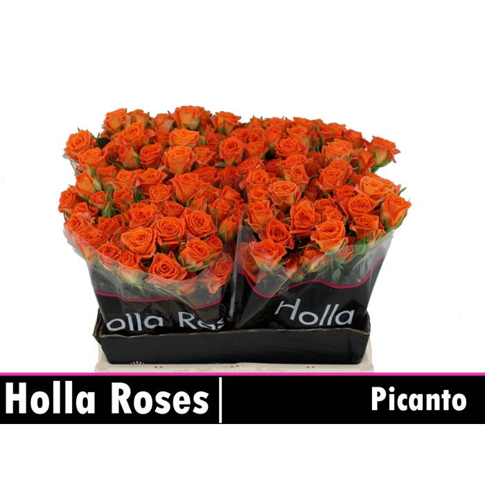 <h4>R TR PICANTO</h4>