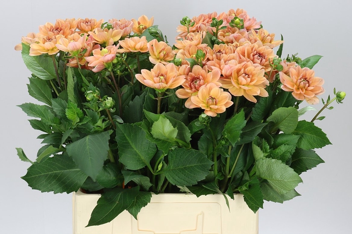 <h4>Dahlia Yvonne</h4>