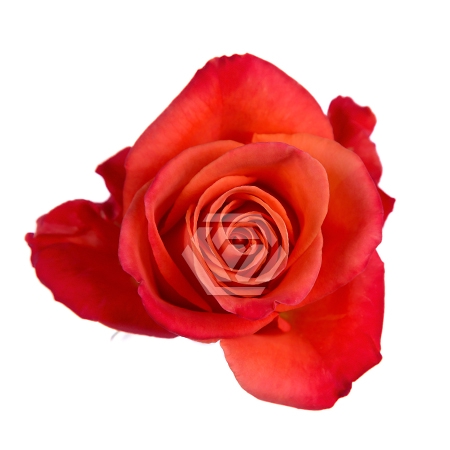 <h4>R GR ORANGE CRUSH Tessa</h4>