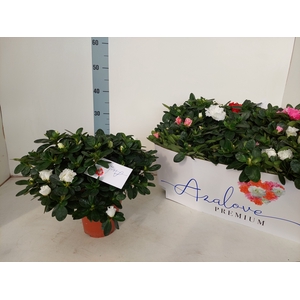 RHODO SI GEM 5 SRT