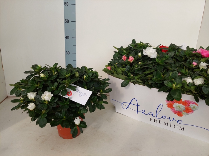 <h4>RHODO SI GEM 5 SRT</h4>