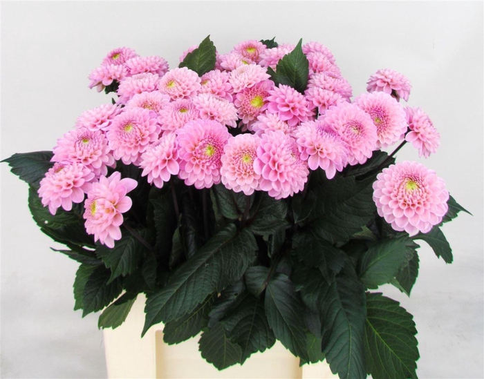 <h4>Dahlia Ball Wizz Of Oz</h4>