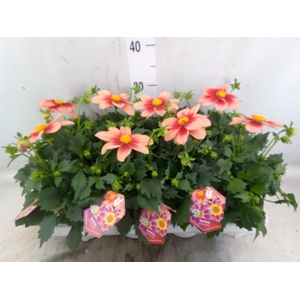 Dahlia  'Summerbees Salmon bico'
