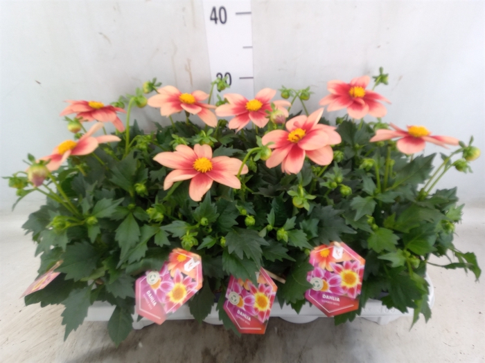 <h4>Dahlia  'Summerbees Salmon bico'</h4>