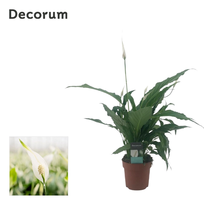 <h4>Spathiphyllum 13 cm Sweet Chico 7+ Decorum - zonder hoes</h4>