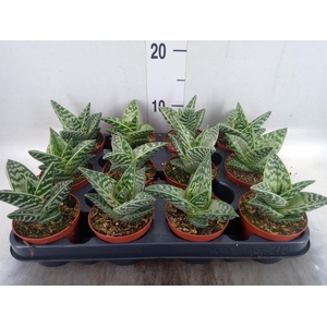 Aloe variegata