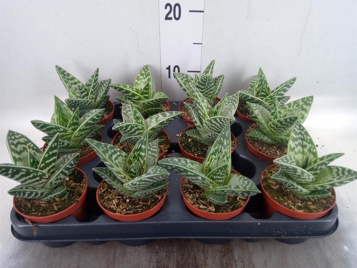 <h4>Aloe variegata</h4>