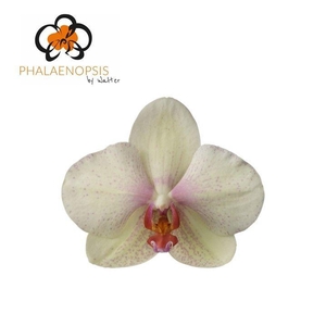 Phal Omega x 25