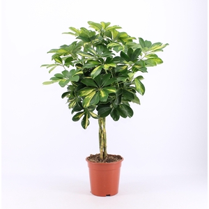 SCHEF AR GOLD CAPELL