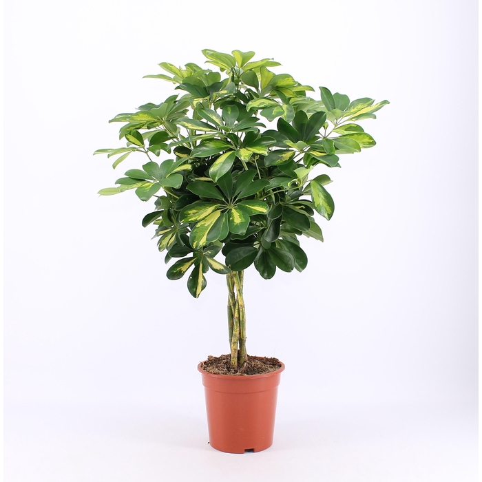 <h4>SCHEF AR GOLD CAPELL</h4>