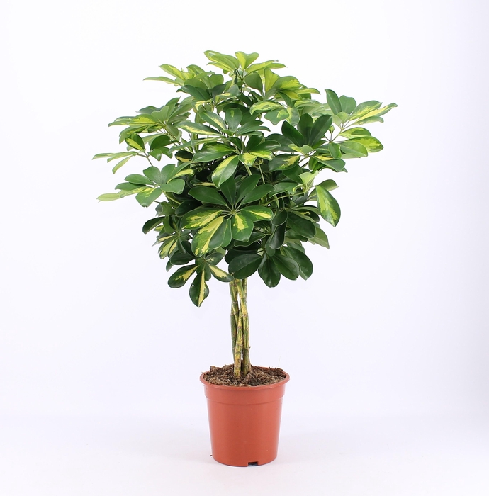 <h4>SCHEF AR GOLD CAPELL</h4>