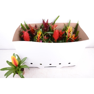 BROMELIA GEM 15 SRT