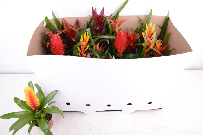 <h4>BROMELIA GEM 15 SRT</h4>