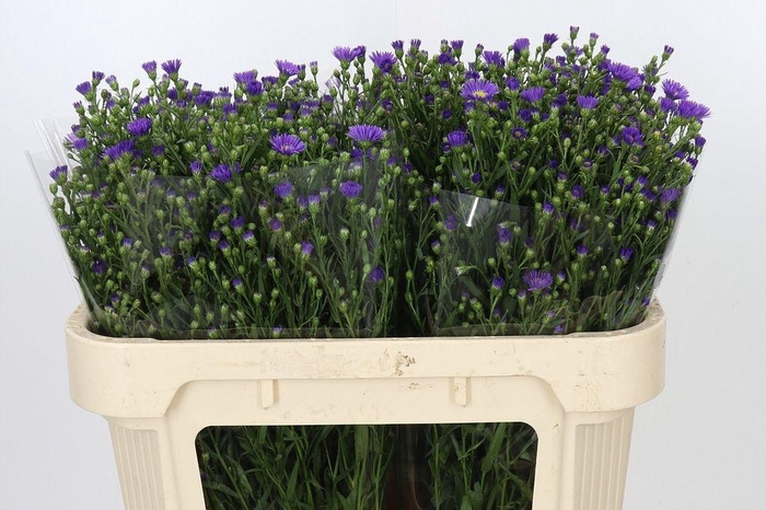 <h4>Aster Casamare</h4>