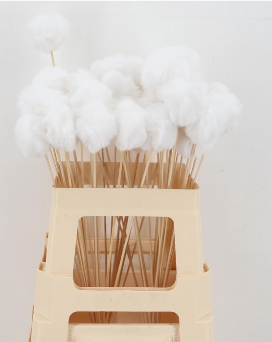 <h4>HUIS EN TUINDECO H%</h4>