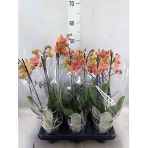 Phalaenopsis multi. 'FC SunsetLove'