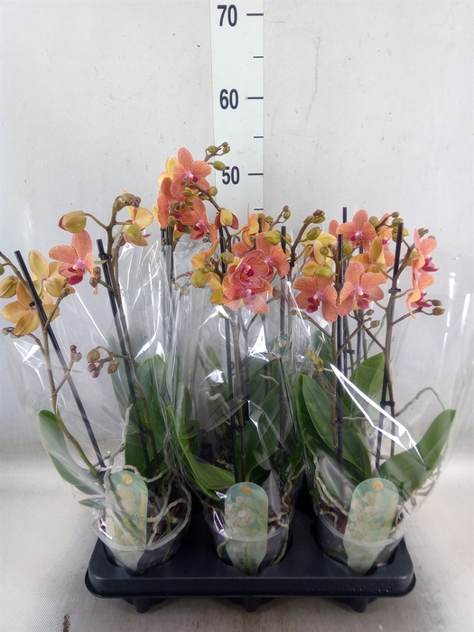 <h4>Phalaenopsis multi. 'FC SunsetLove'</h4>