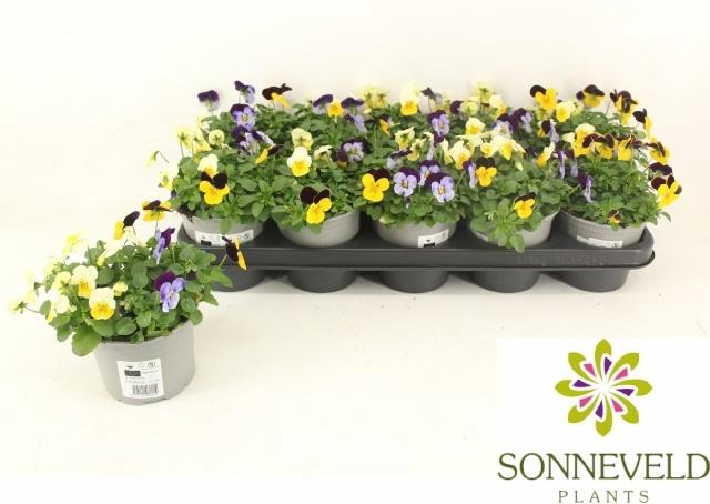 <h4>VIO CO SORBET GEM</h4>