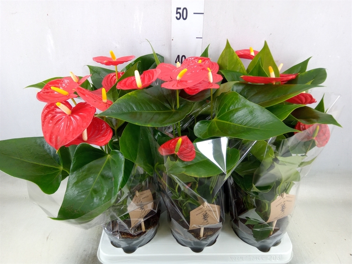 <h4>Anthurium andr. 'Esudo'</h4>