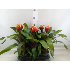 Guzmania  'Crown'