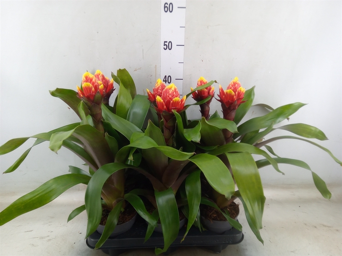 <h4>Guzmania  'Crown'</h4>