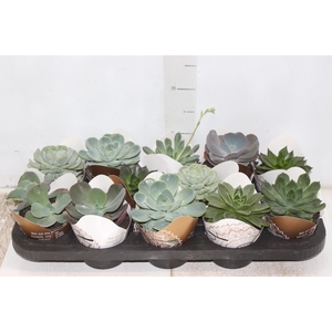 ECHEVERIA MINI P11