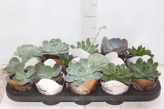 <h4>ECHEVERIA MINI P11</h4>