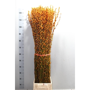 SALIX  SN FLA KLB H%