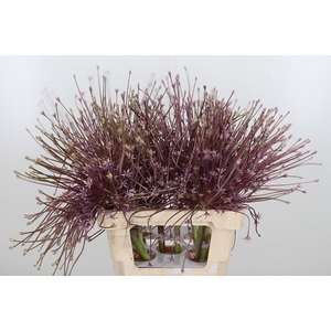 Allium Schuberti