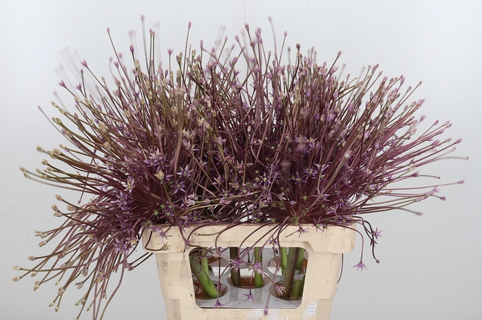 <h4>Allium Schuberti</h4>