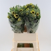 Helianthus Marley
