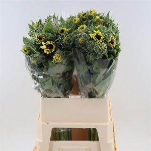 Helianthus Marley
