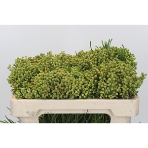 Kaaps Groen Lanuginosa