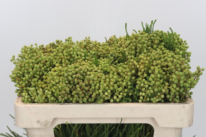 <h4>Kaaps Groen Lanuginosa</h4>