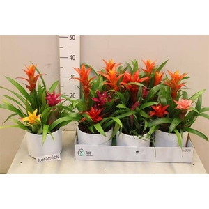 ARR BROMELIA