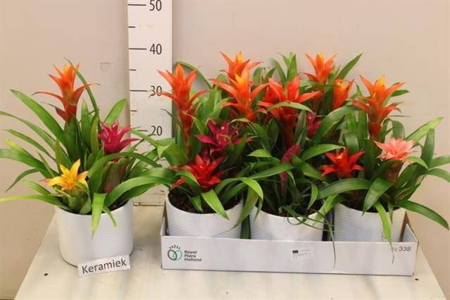 <h4>ARR BROMELIA</h4>
