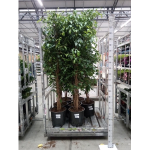 Ficus benja. 'Exotica'