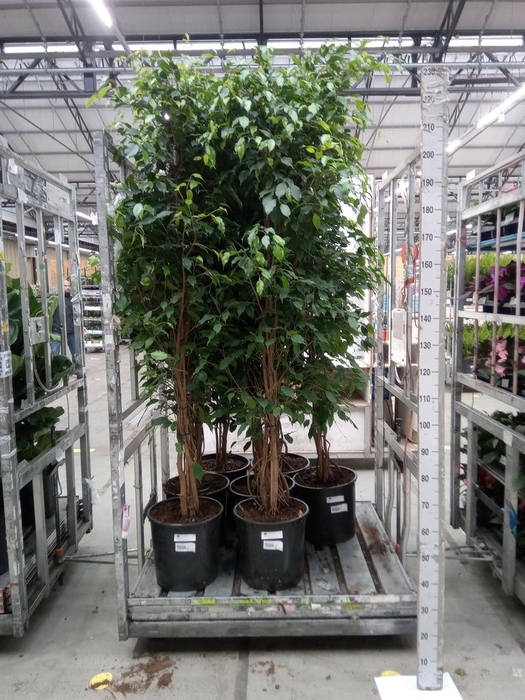 <h4>Ficus benja. 'Exotica'</h4>