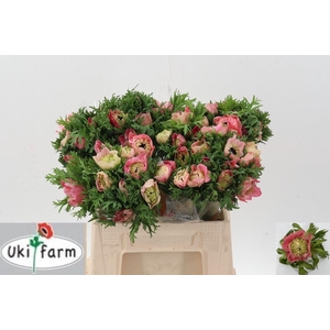 Anem Levante Rossa Chiaro