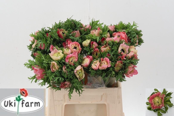 <h4>Anem Levante Rossa Chiaro</h4>